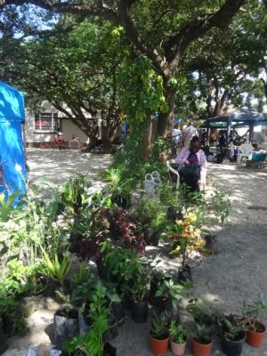 A women sits under a tree with potted plants for sale in front of her