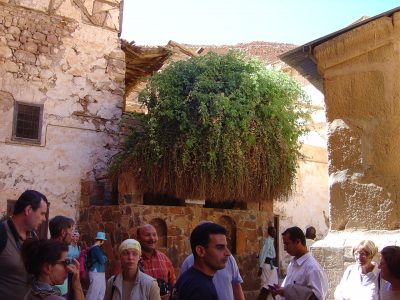 A group of pilgrims stand in front of the green bush that is known as the Burning Bush 