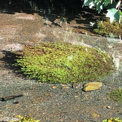 A shallow spring flows away down the river. In the centre of the photo is a circle of green weed and on its left is a small orange-coloured snake.
